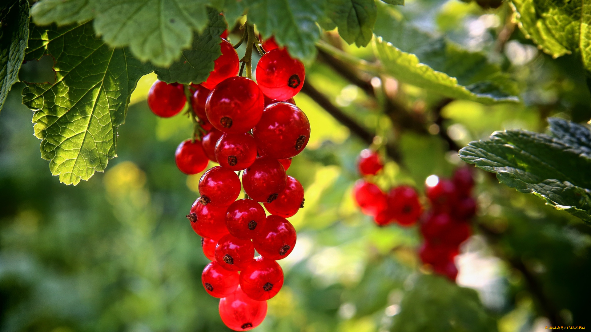 природа, ягоды