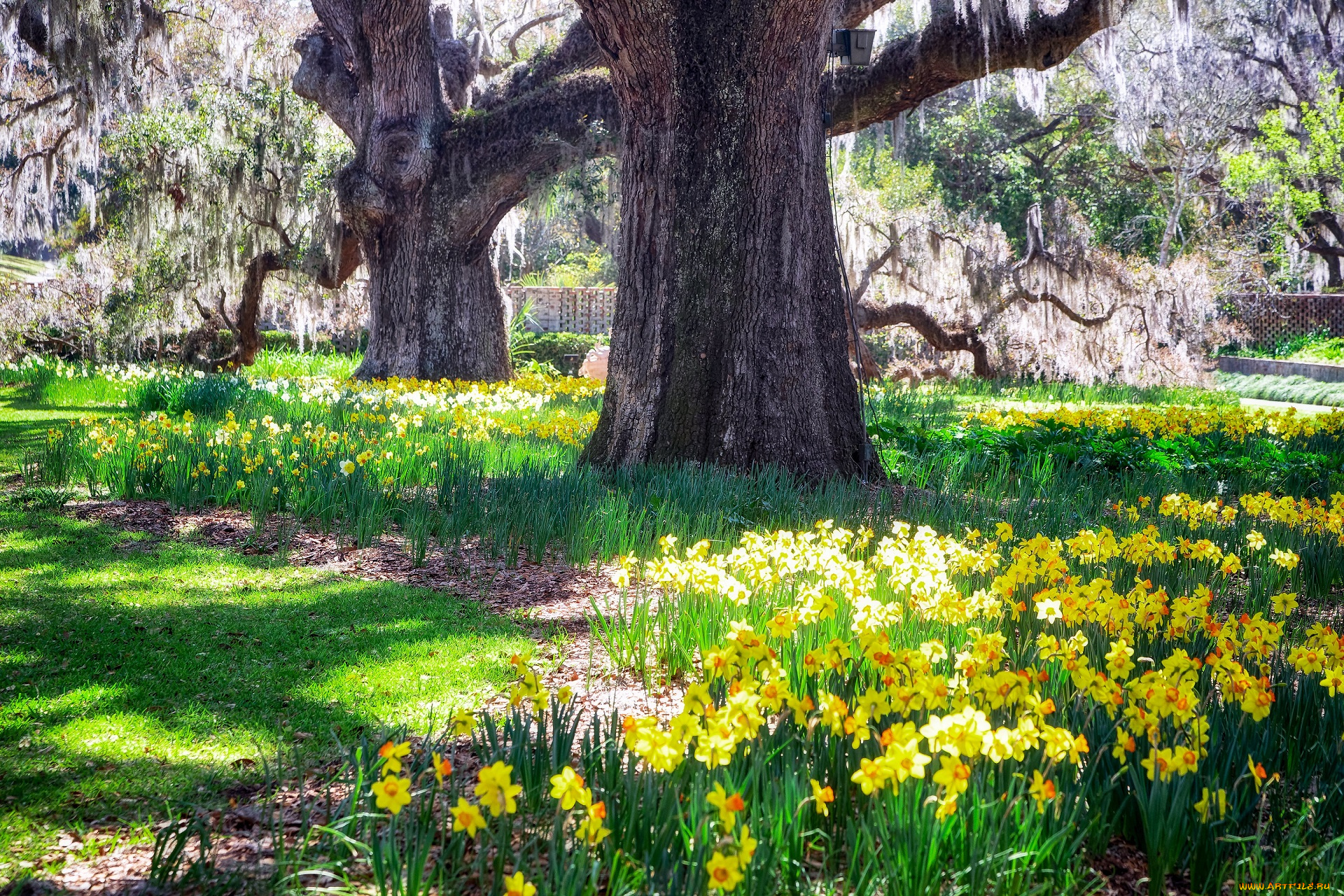 природа, парк, желтые, цветы