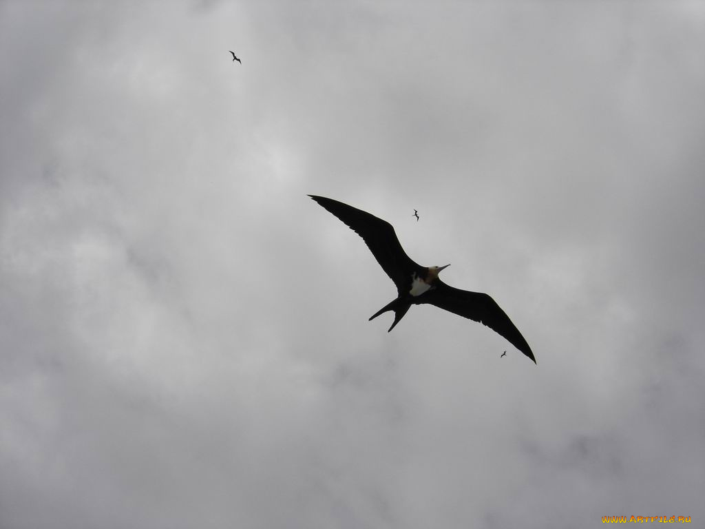 птичка, животные, птицы