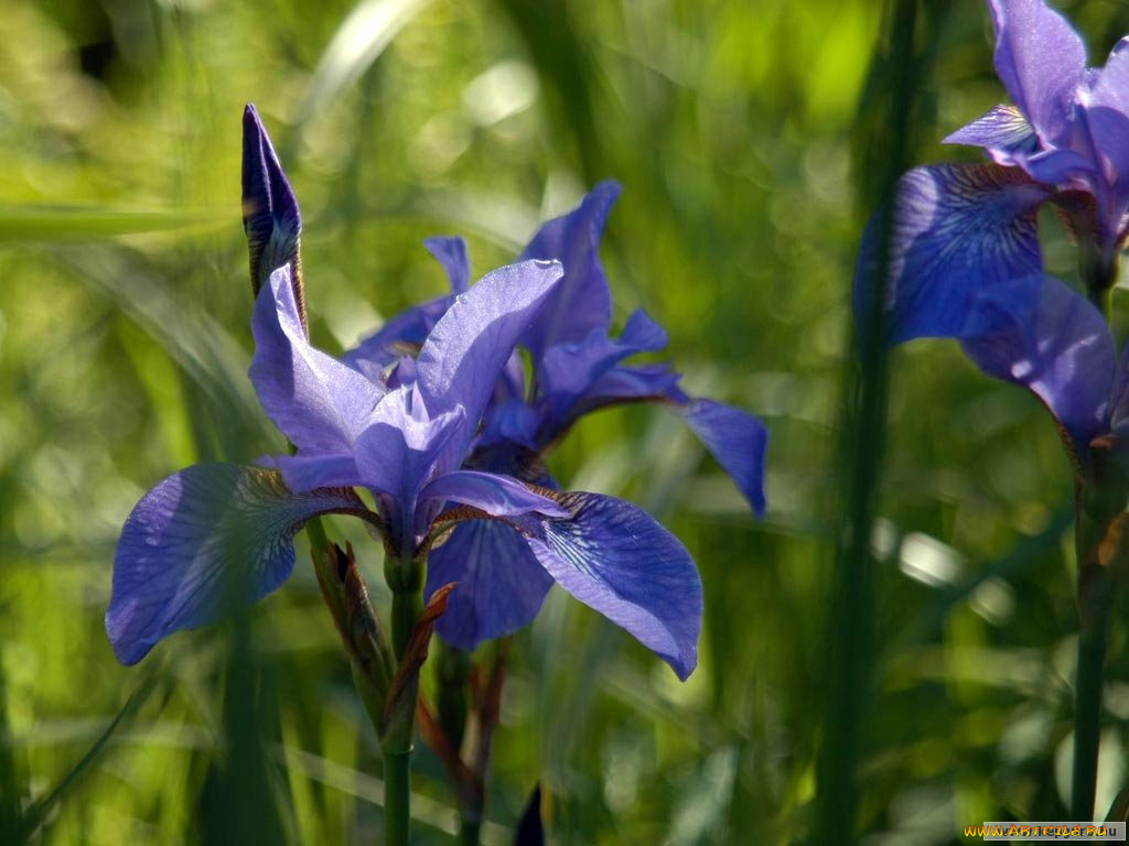 цветы, ирисы