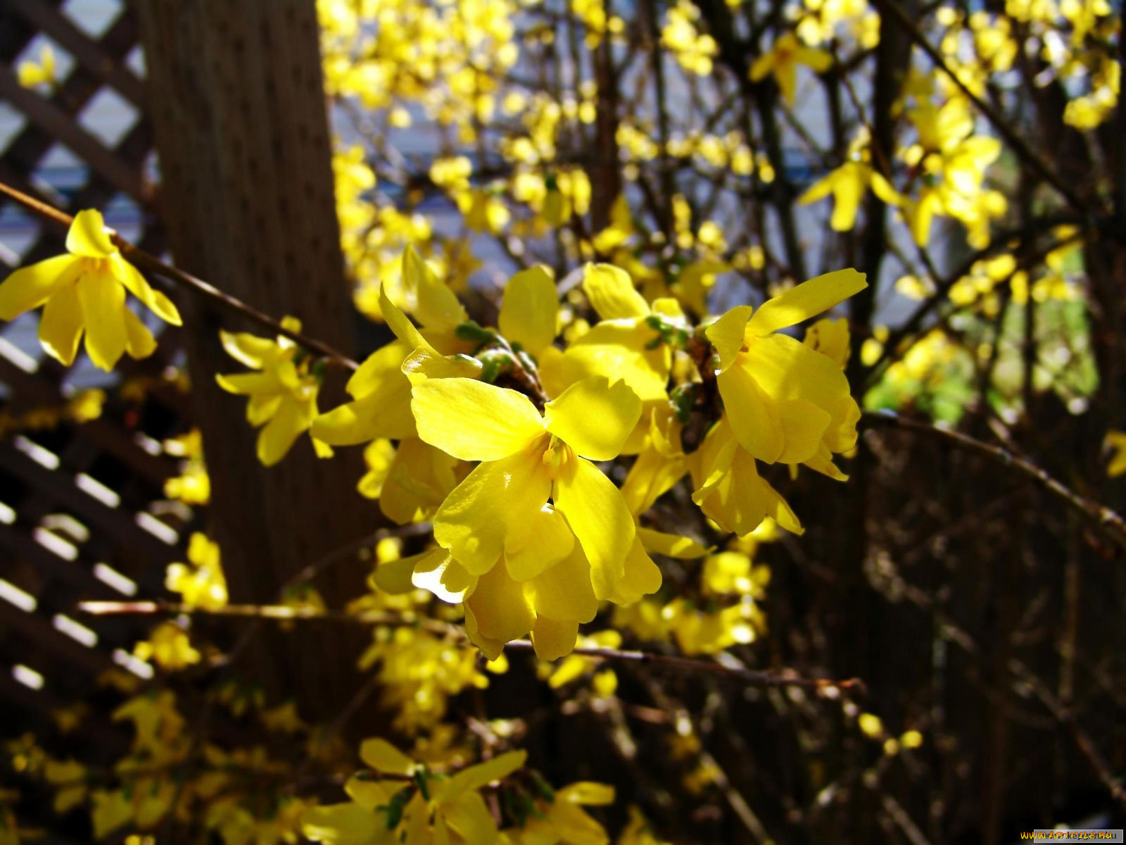 цветы, цветущие, деревья, кустарники