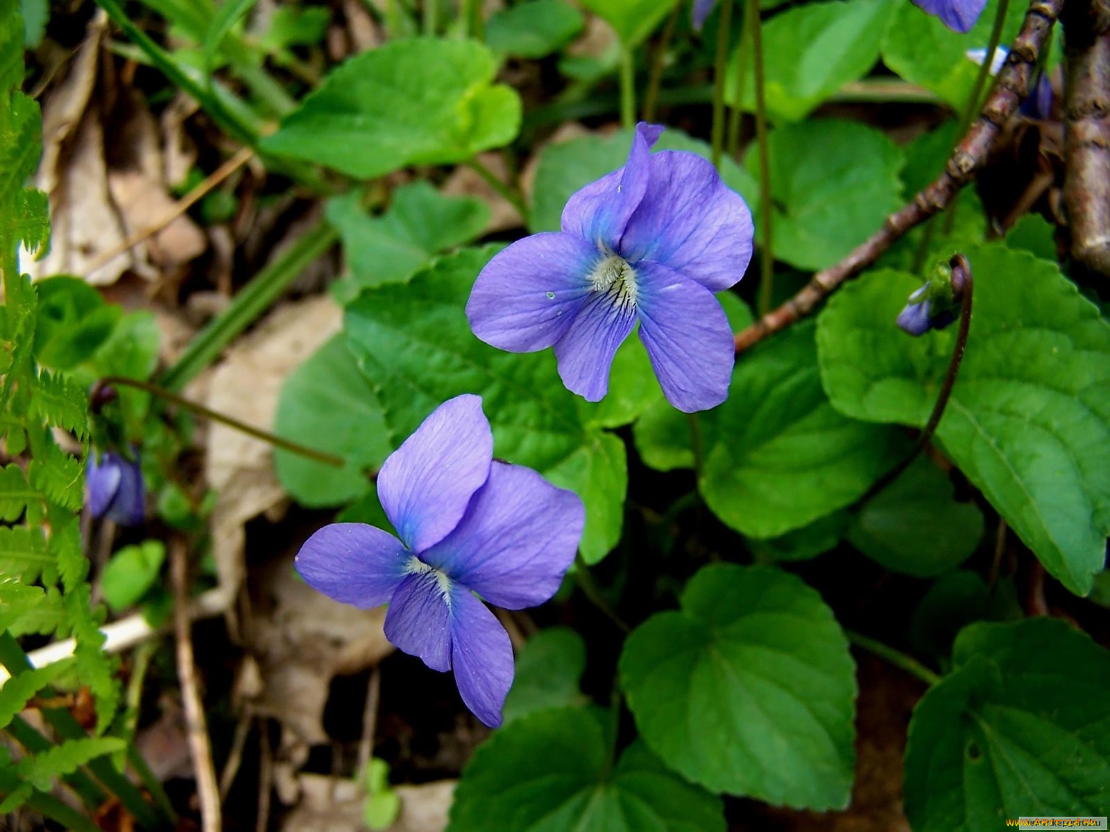 цветы, фиалки