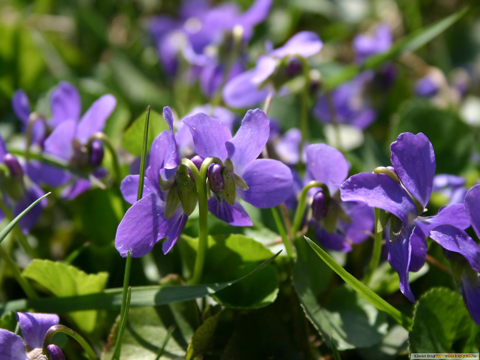 цветы, фиалки