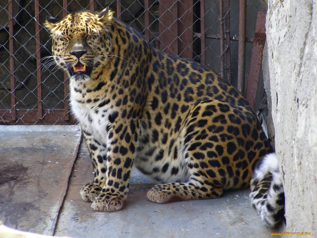 животные, леопарды