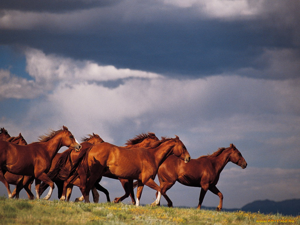 животные, лошади