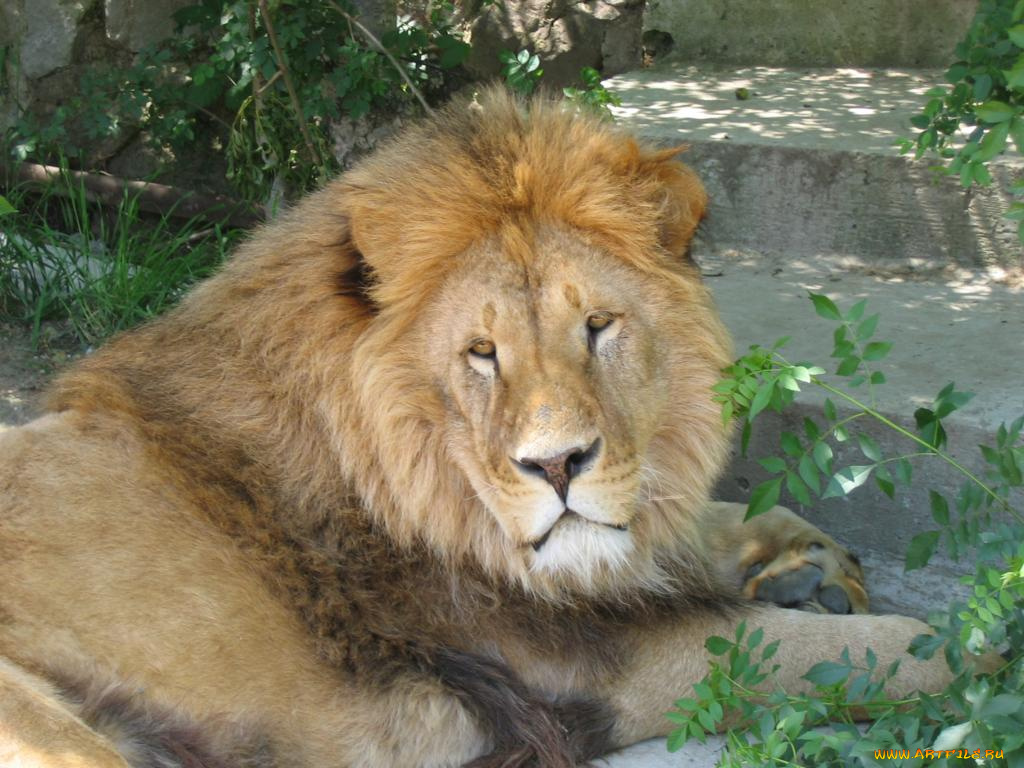 животные, львы