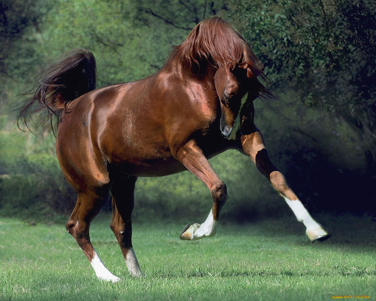 животные, лошади