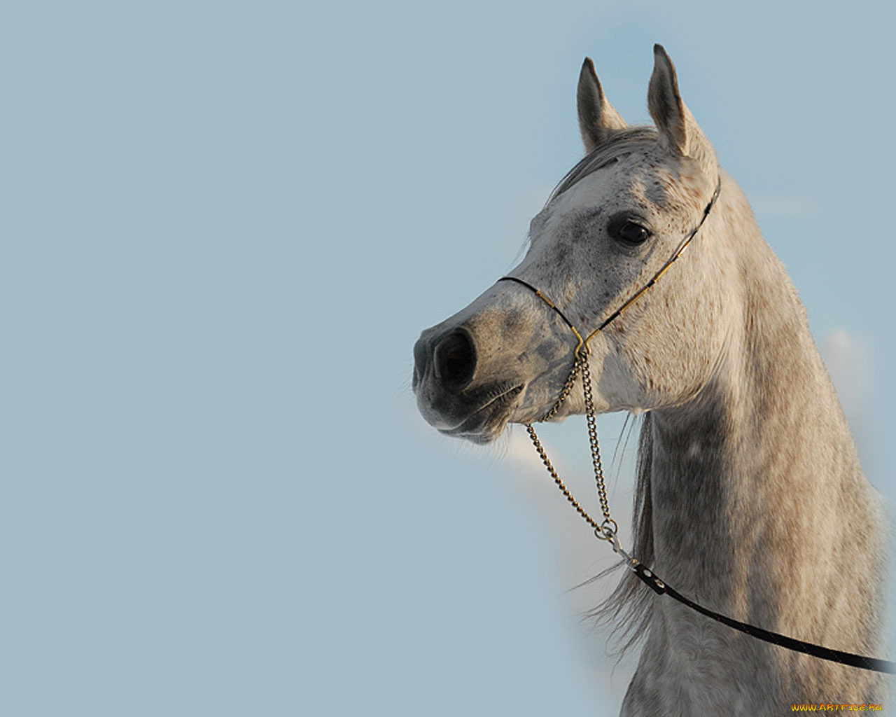 животные, лошади