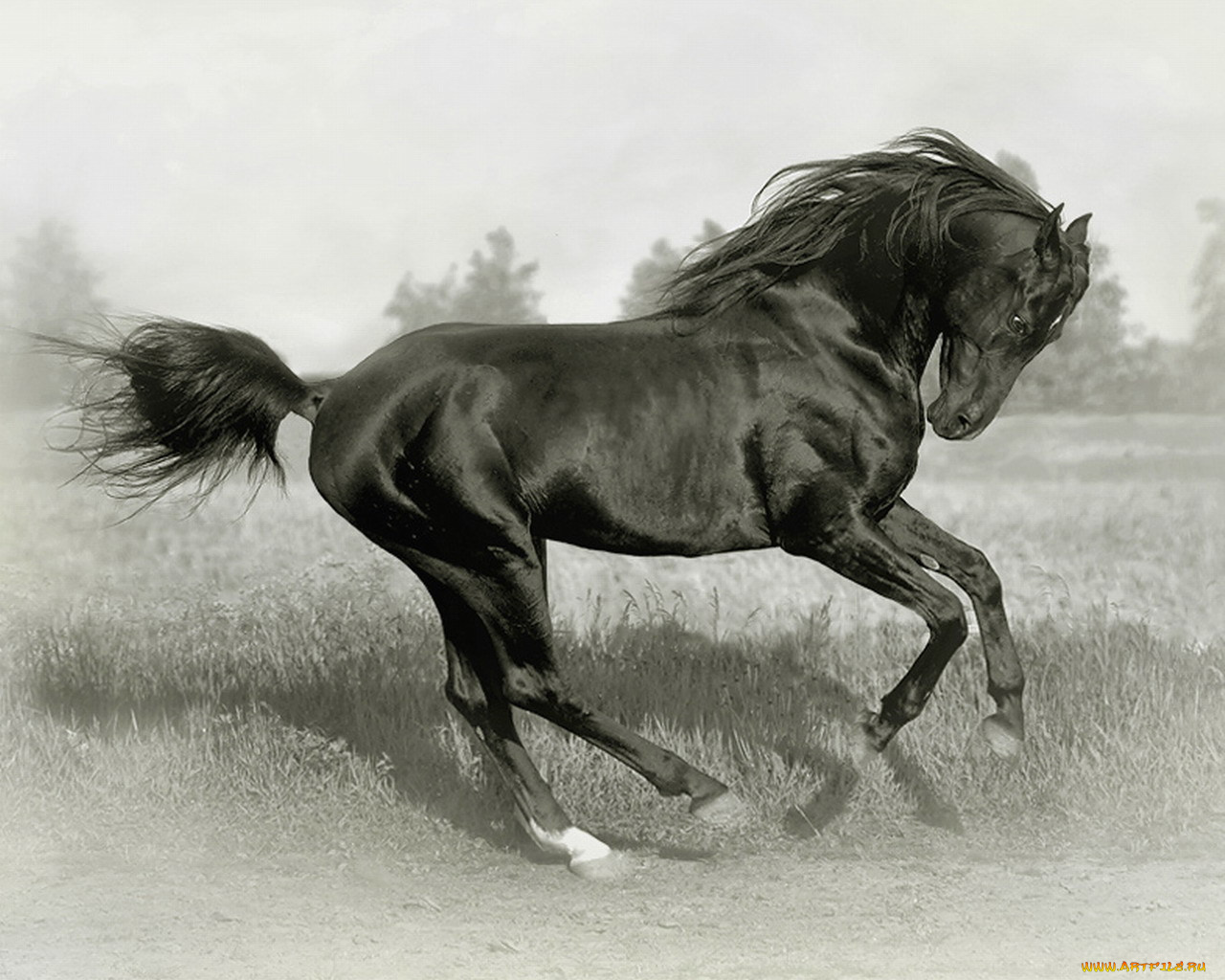 животные, лошади