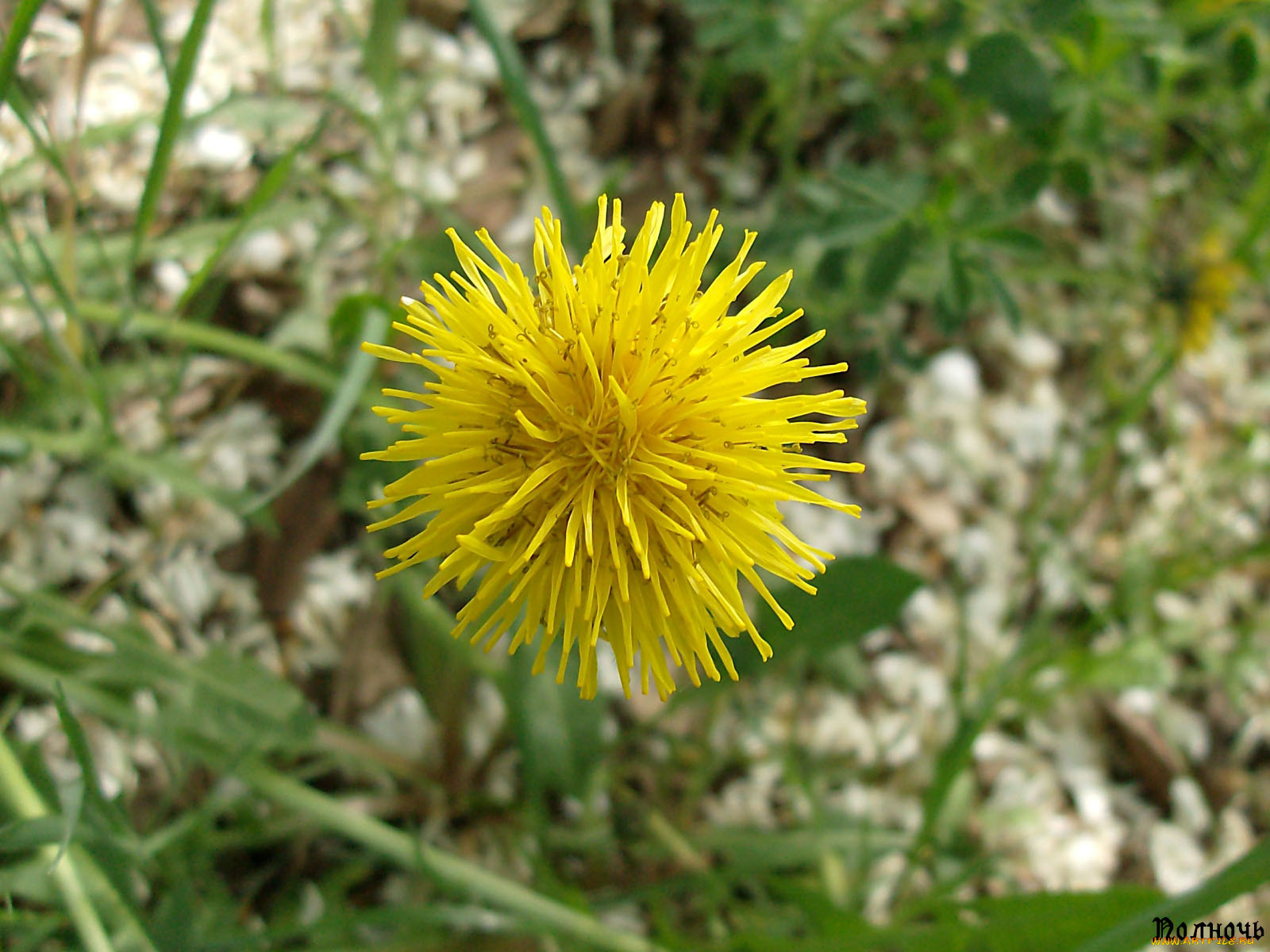 цветы, одуванчики