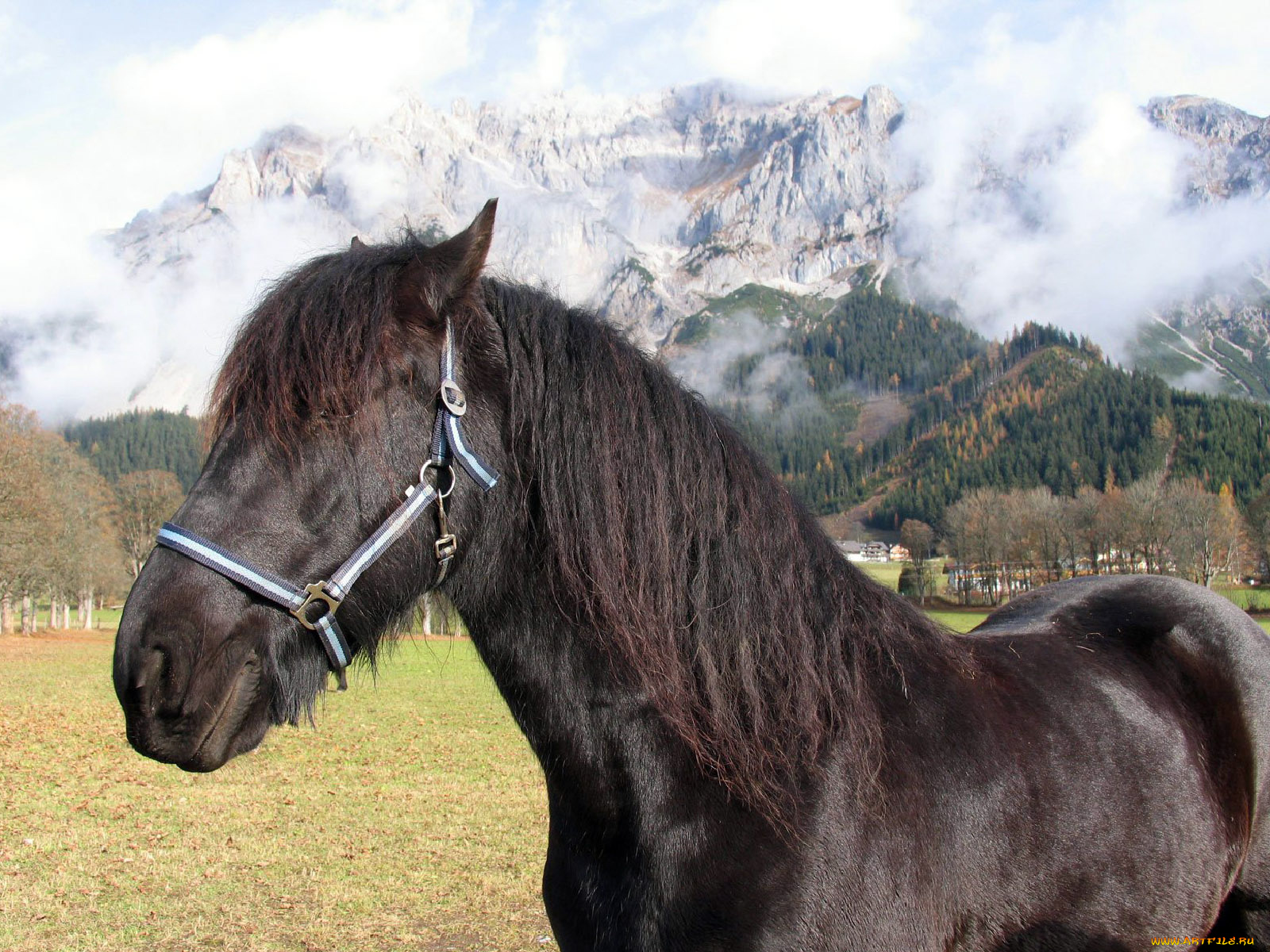 животные, лошади