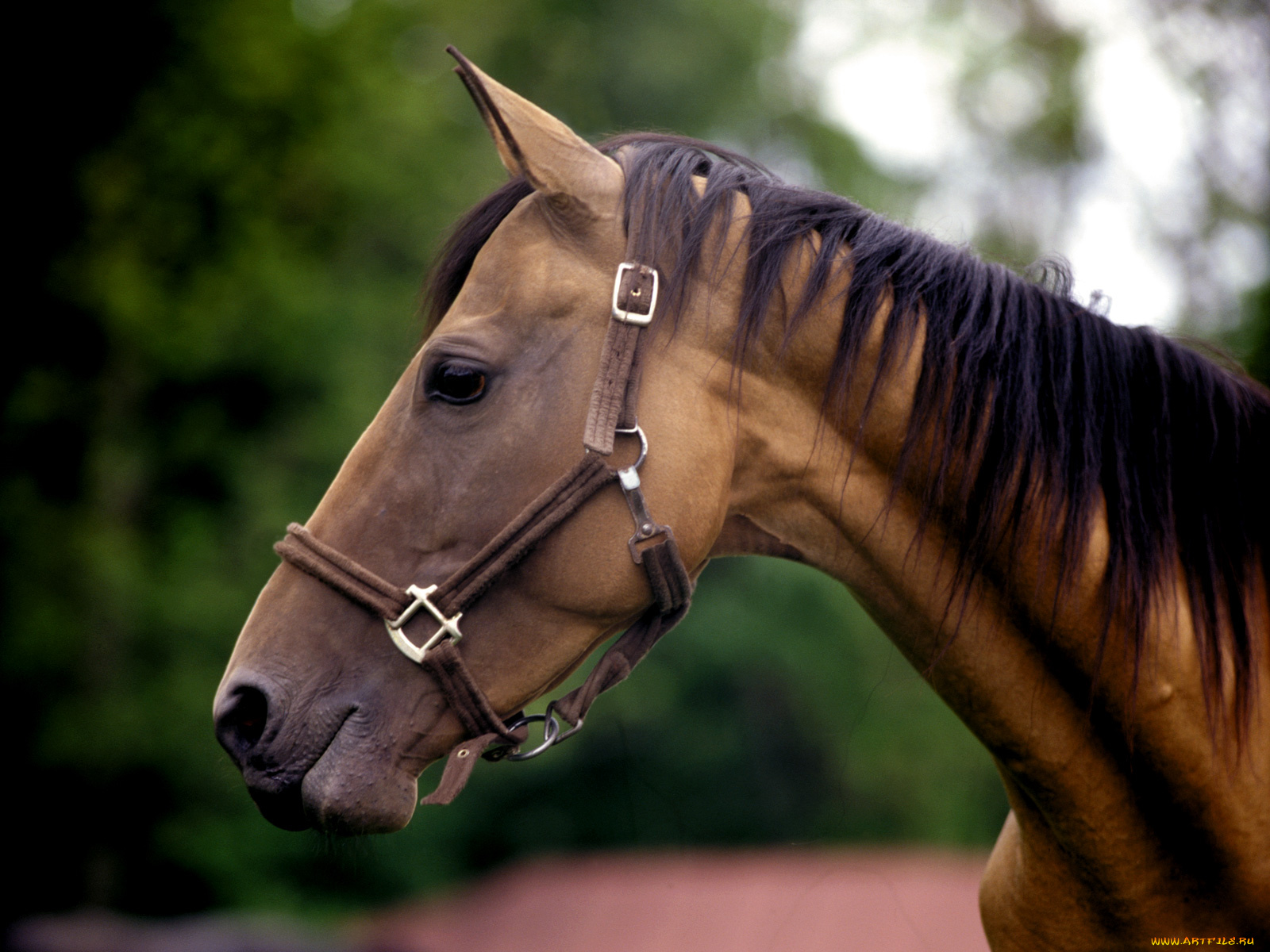 животные, лошади