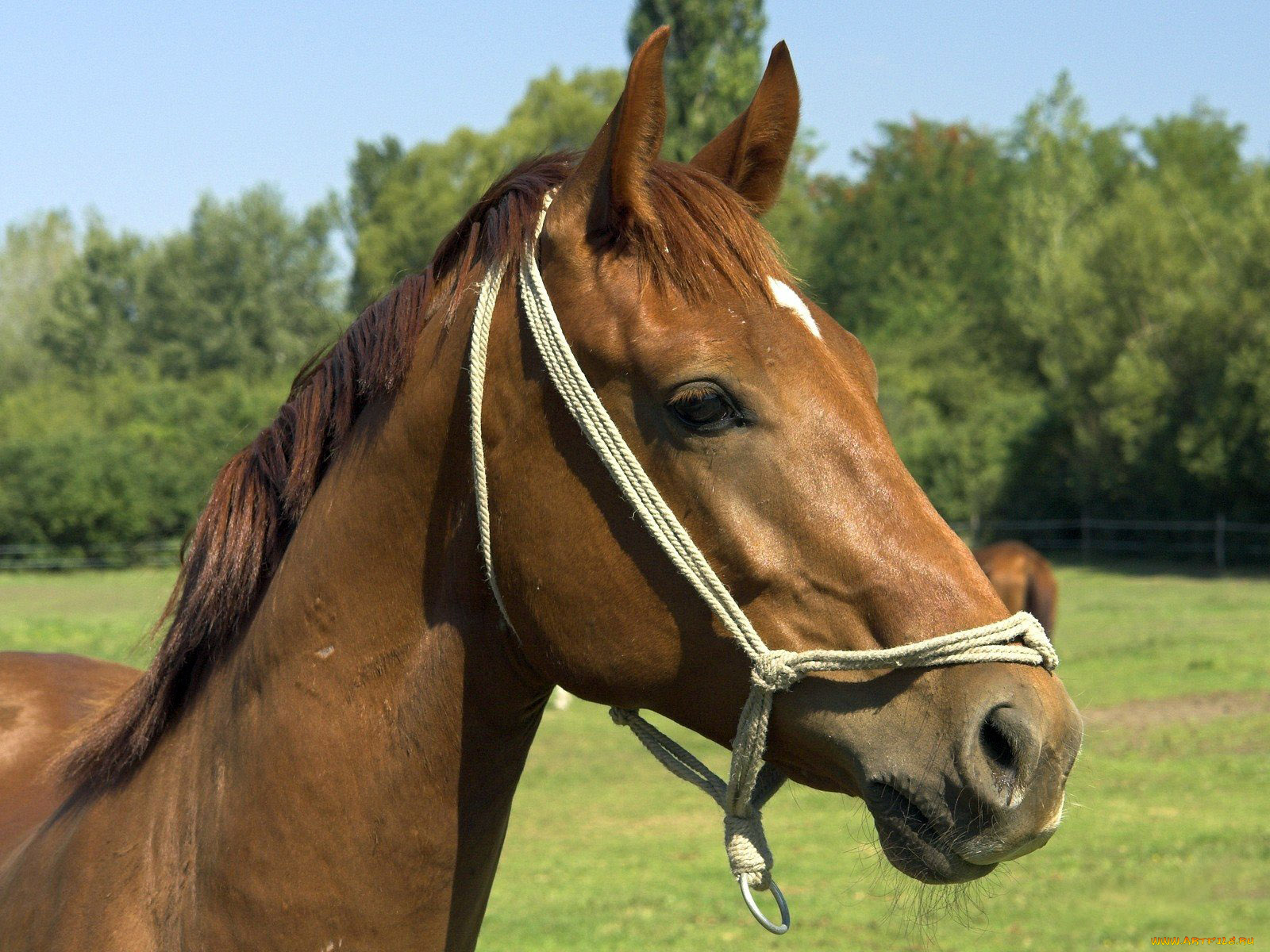 животные, лошади