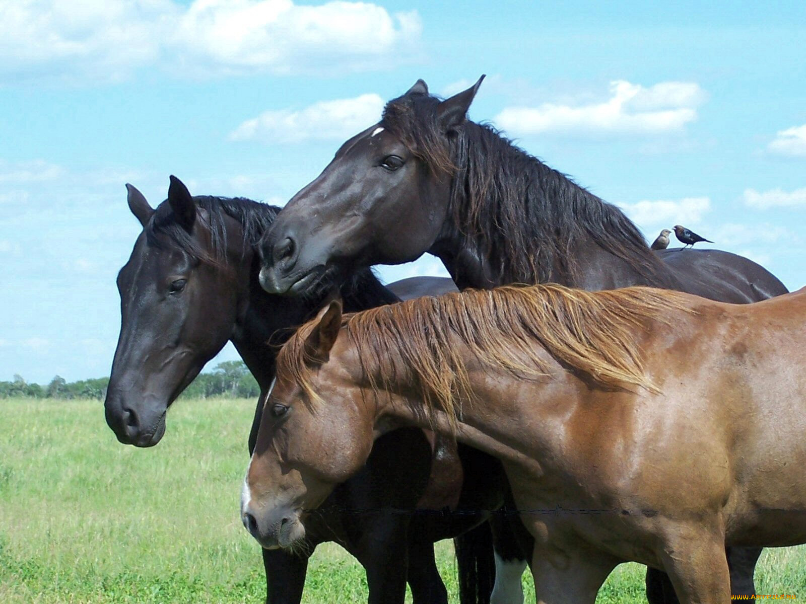 животные, лошади