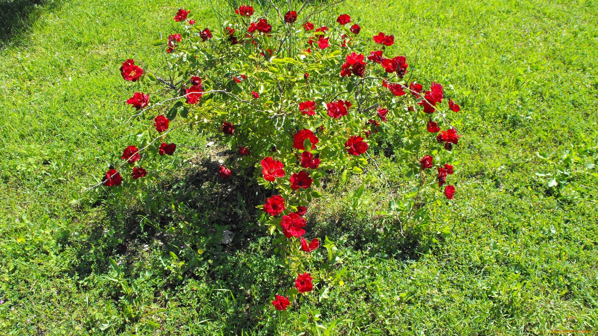 цветы, розы