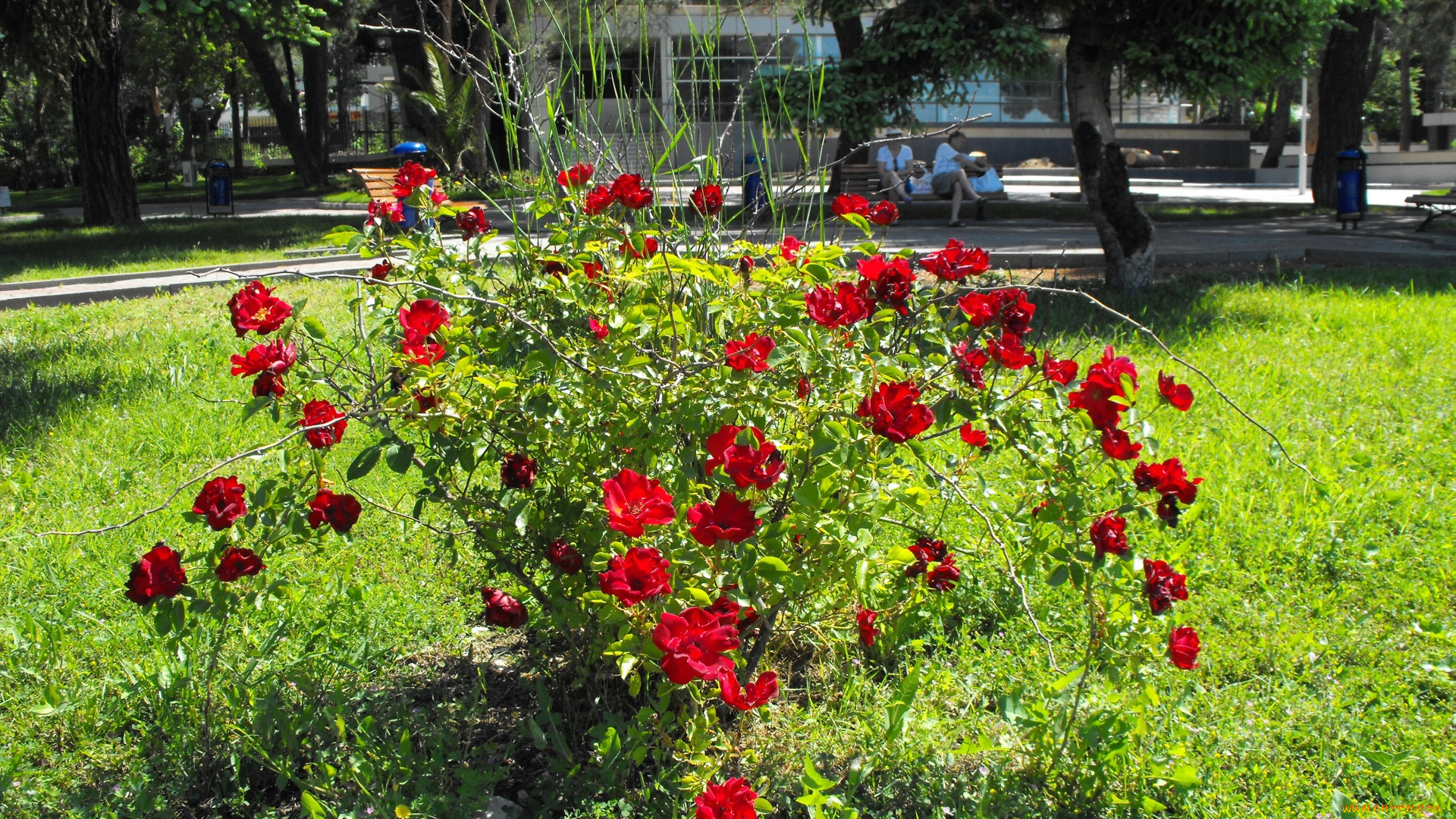 цветы, розы