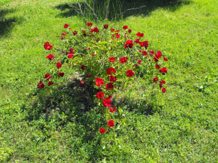 Картинка цветы розы