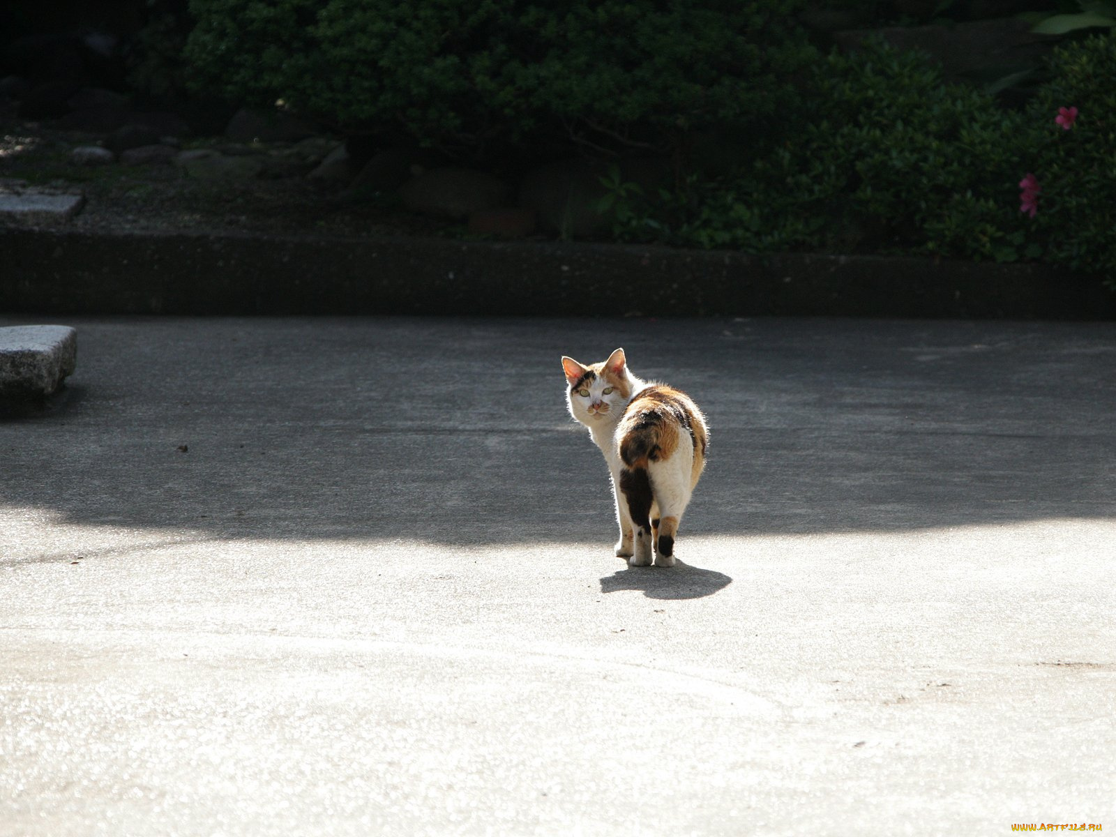 животные, коты