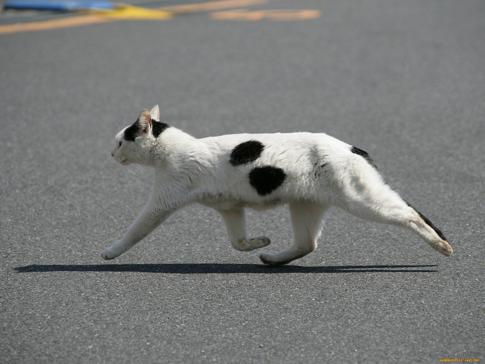 животные, коты