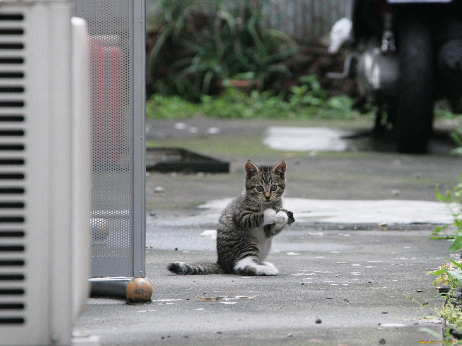 животные, коты