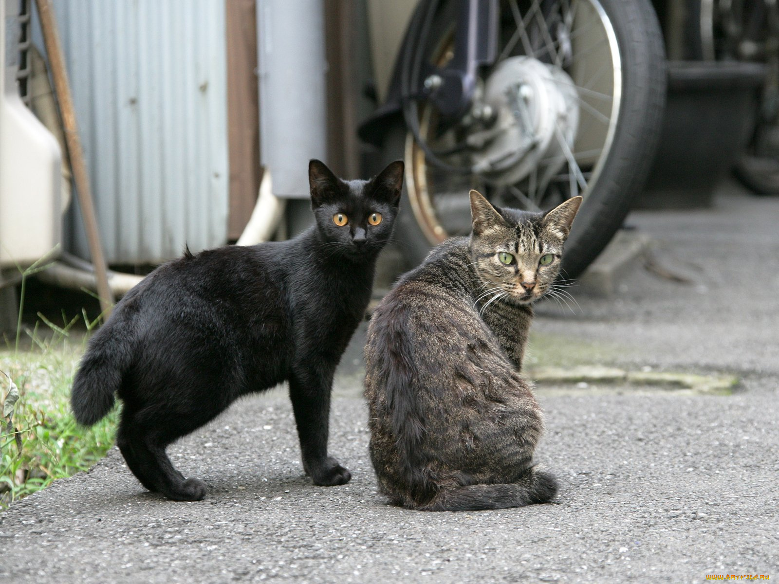 животные, коты