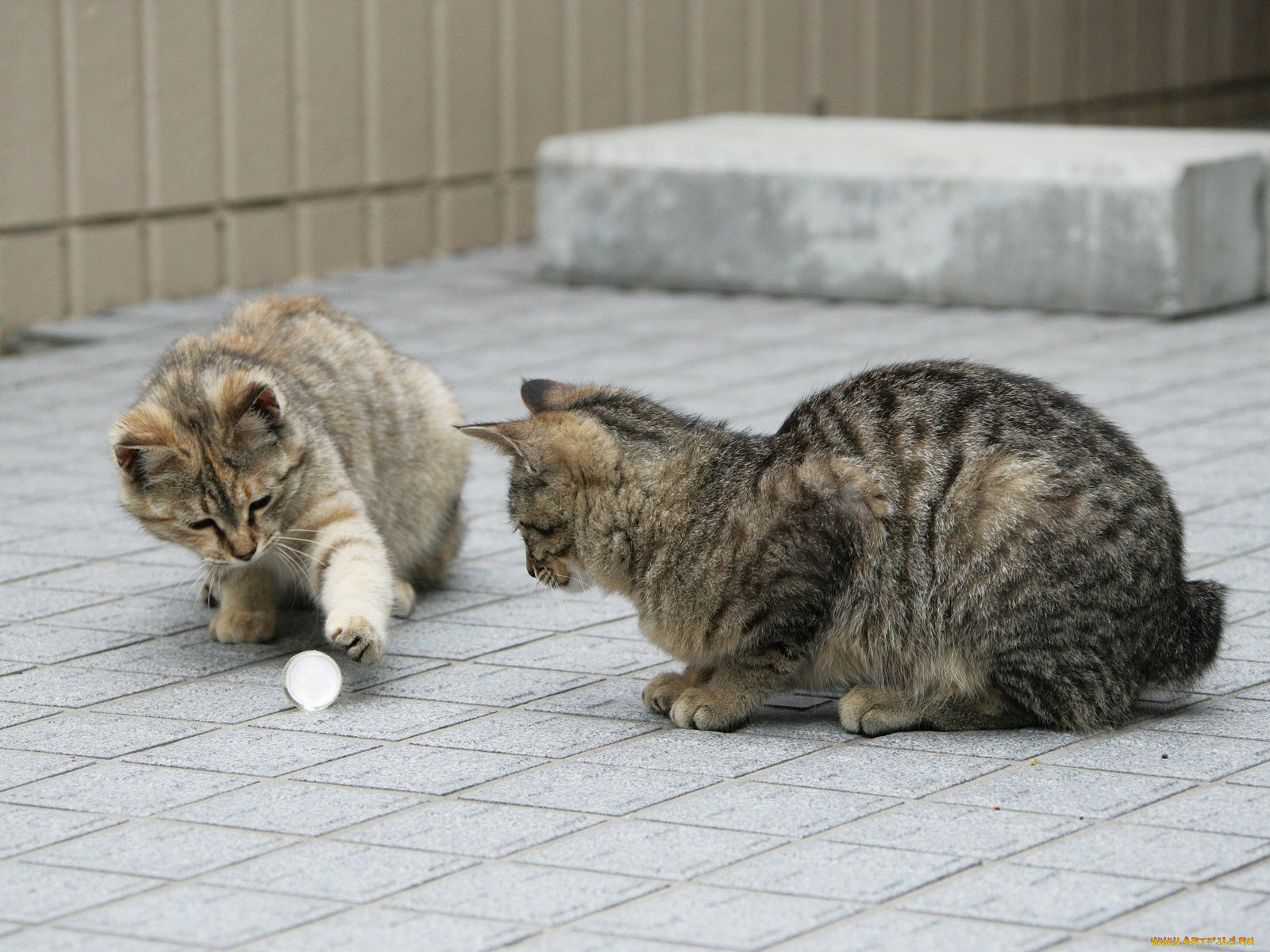 животные, коты