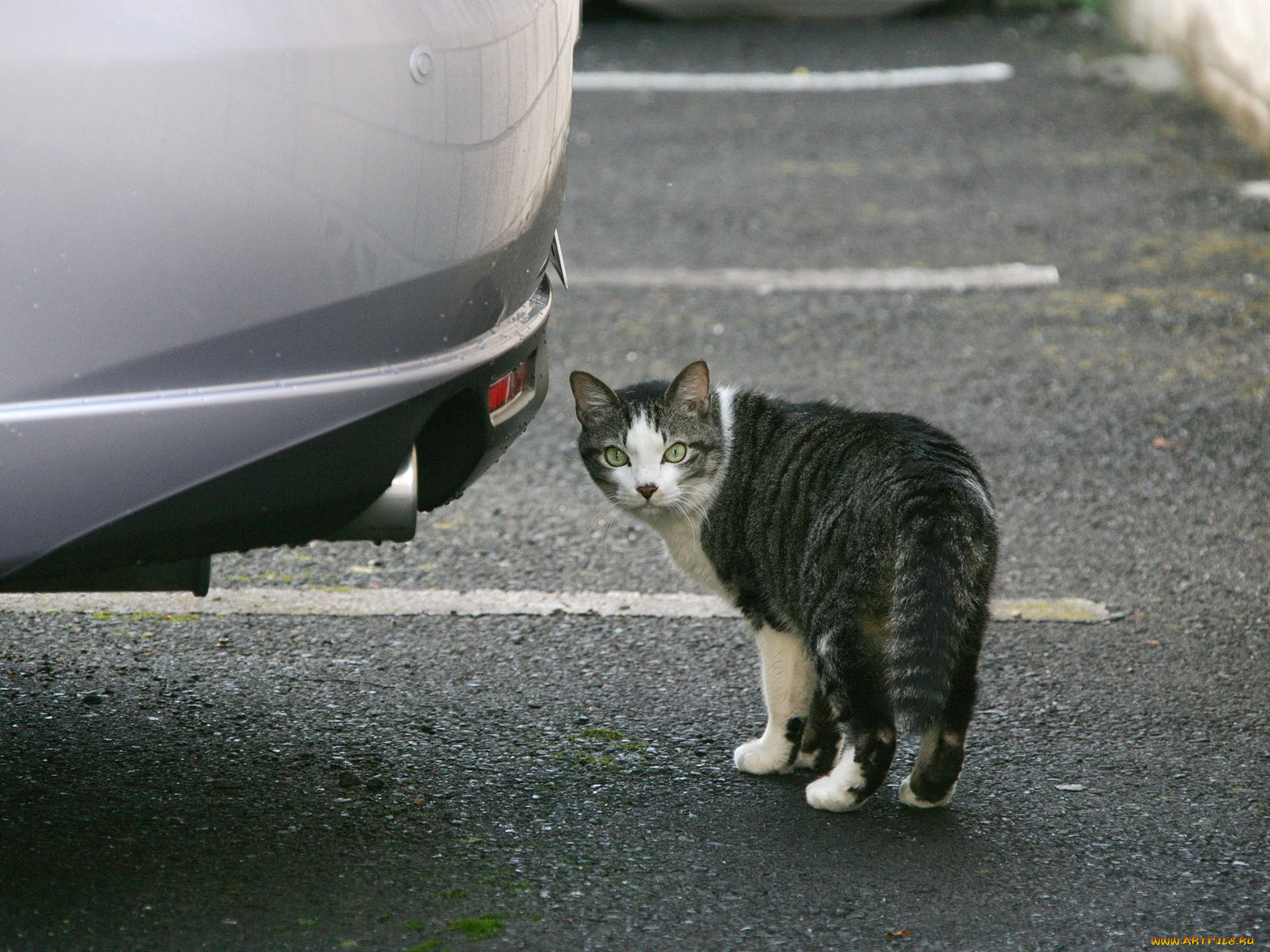животные, коты