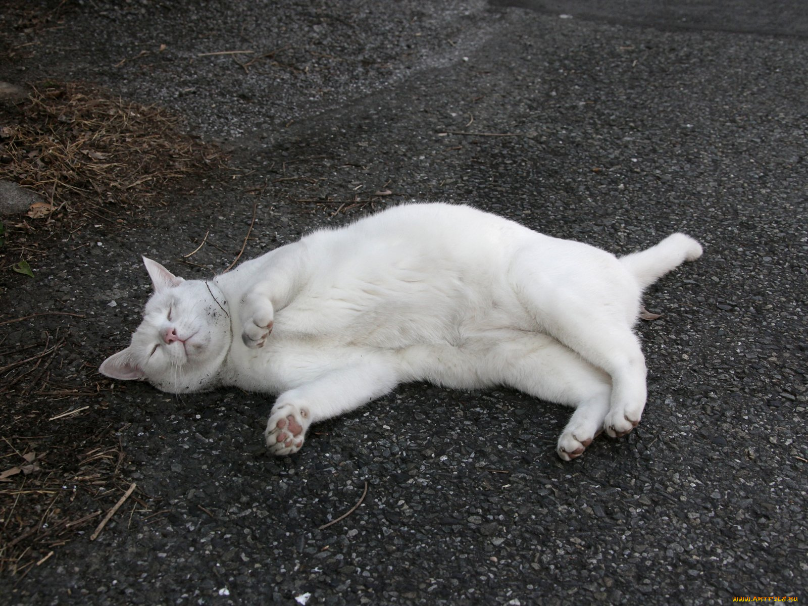 животные, коты