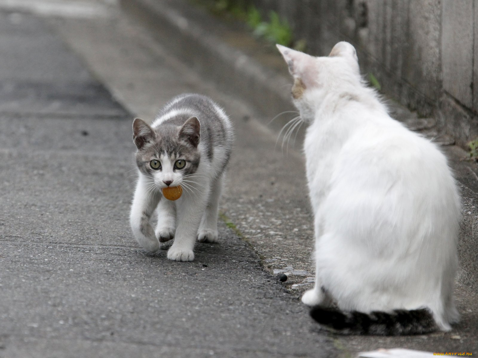 животные, коты