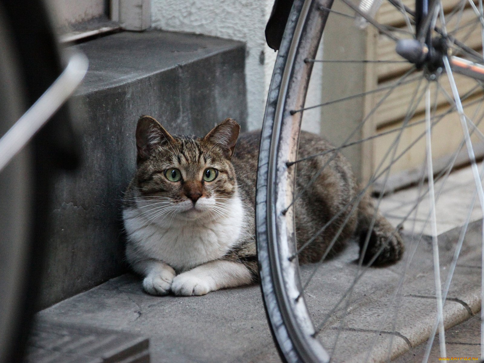 животные, коты