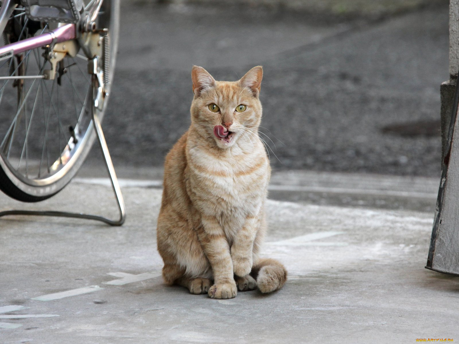 животные, коты