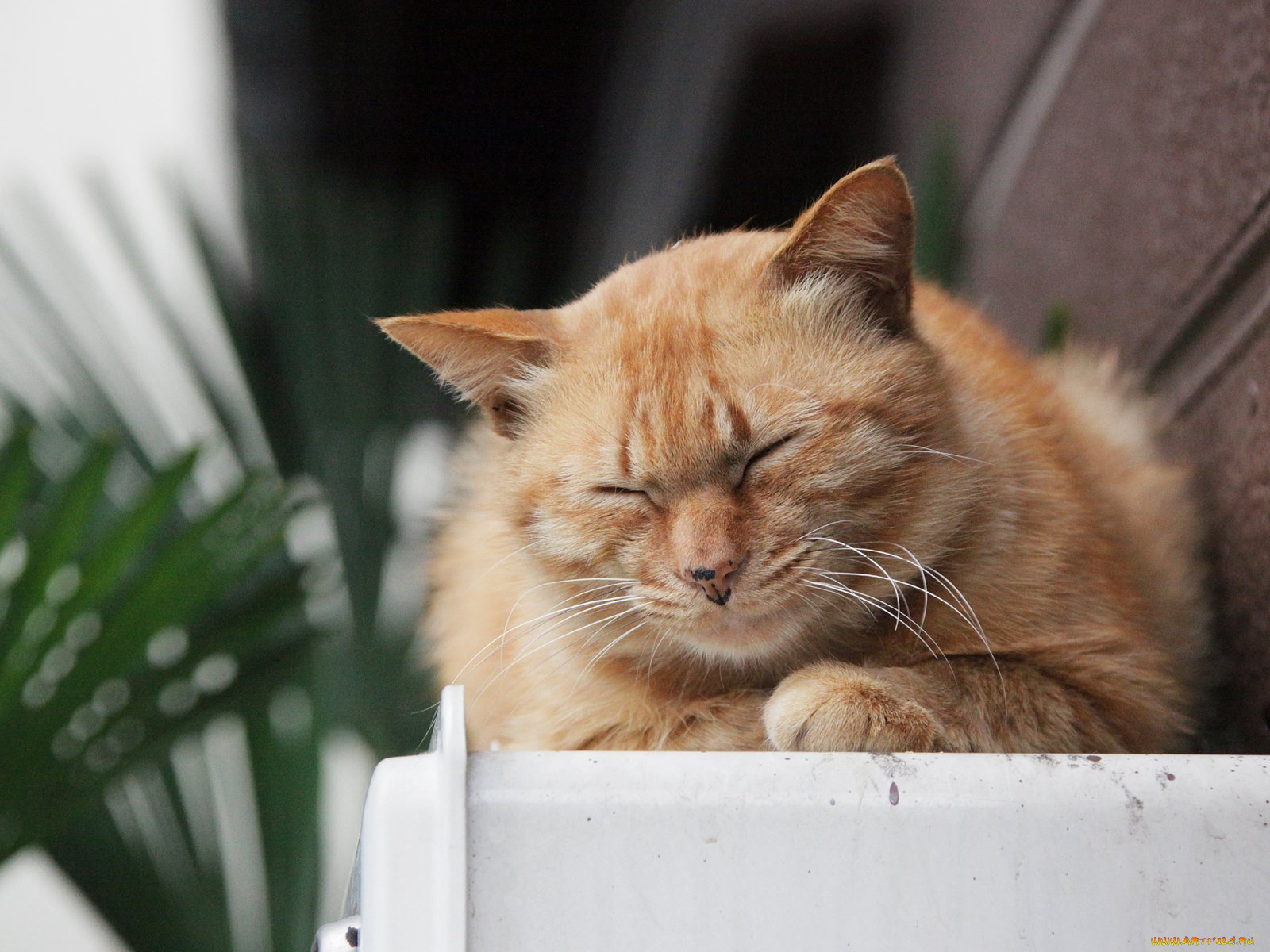 животные, коты