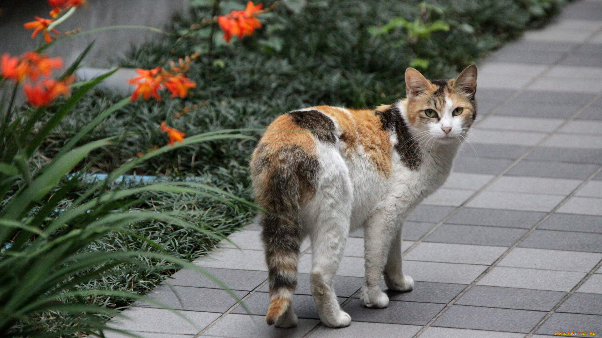 животные, коты