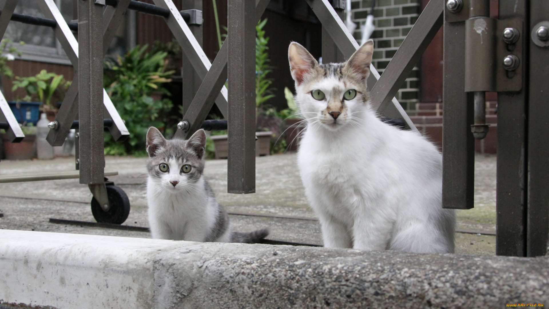 животные, коты