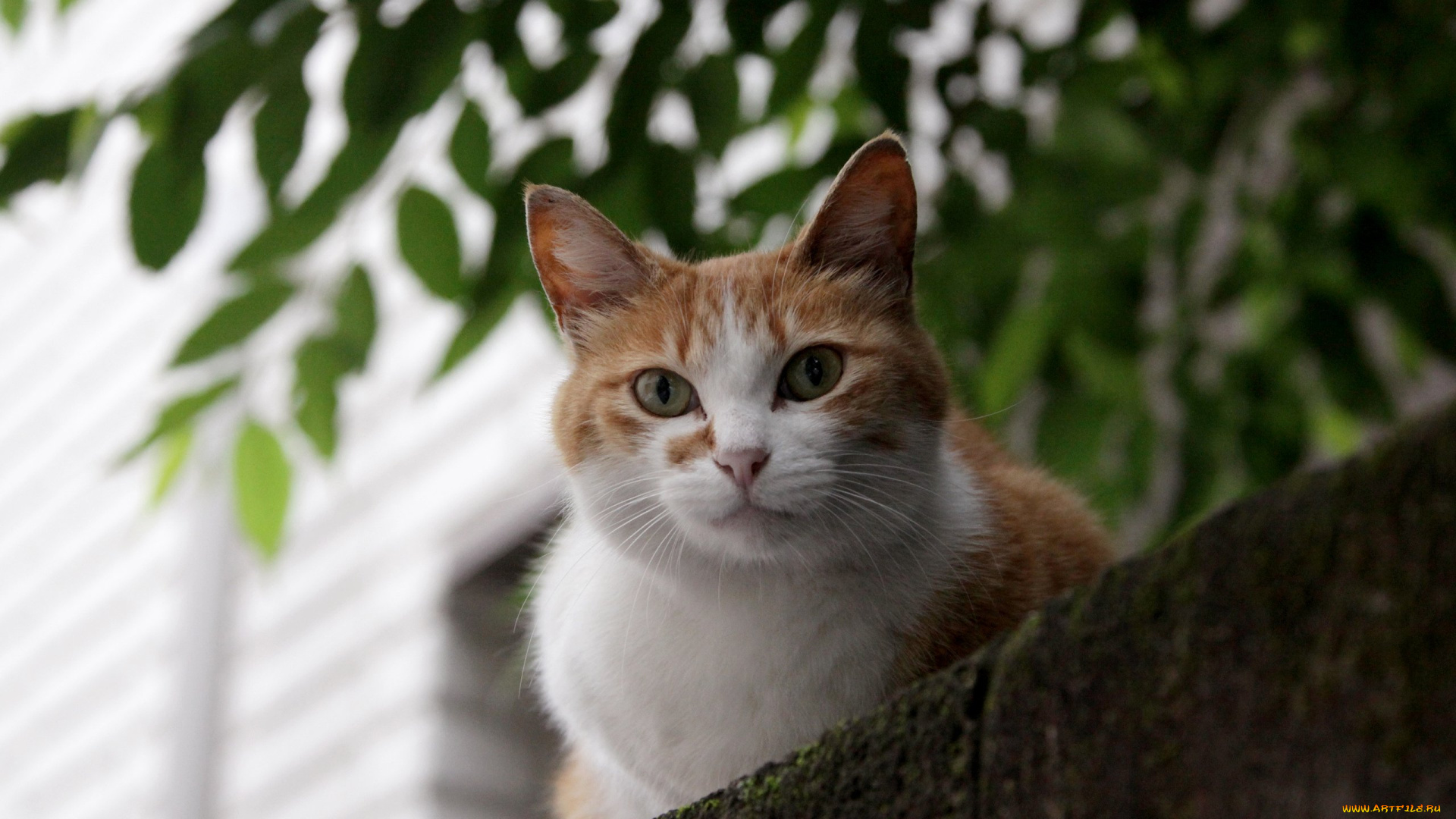 животные, коты