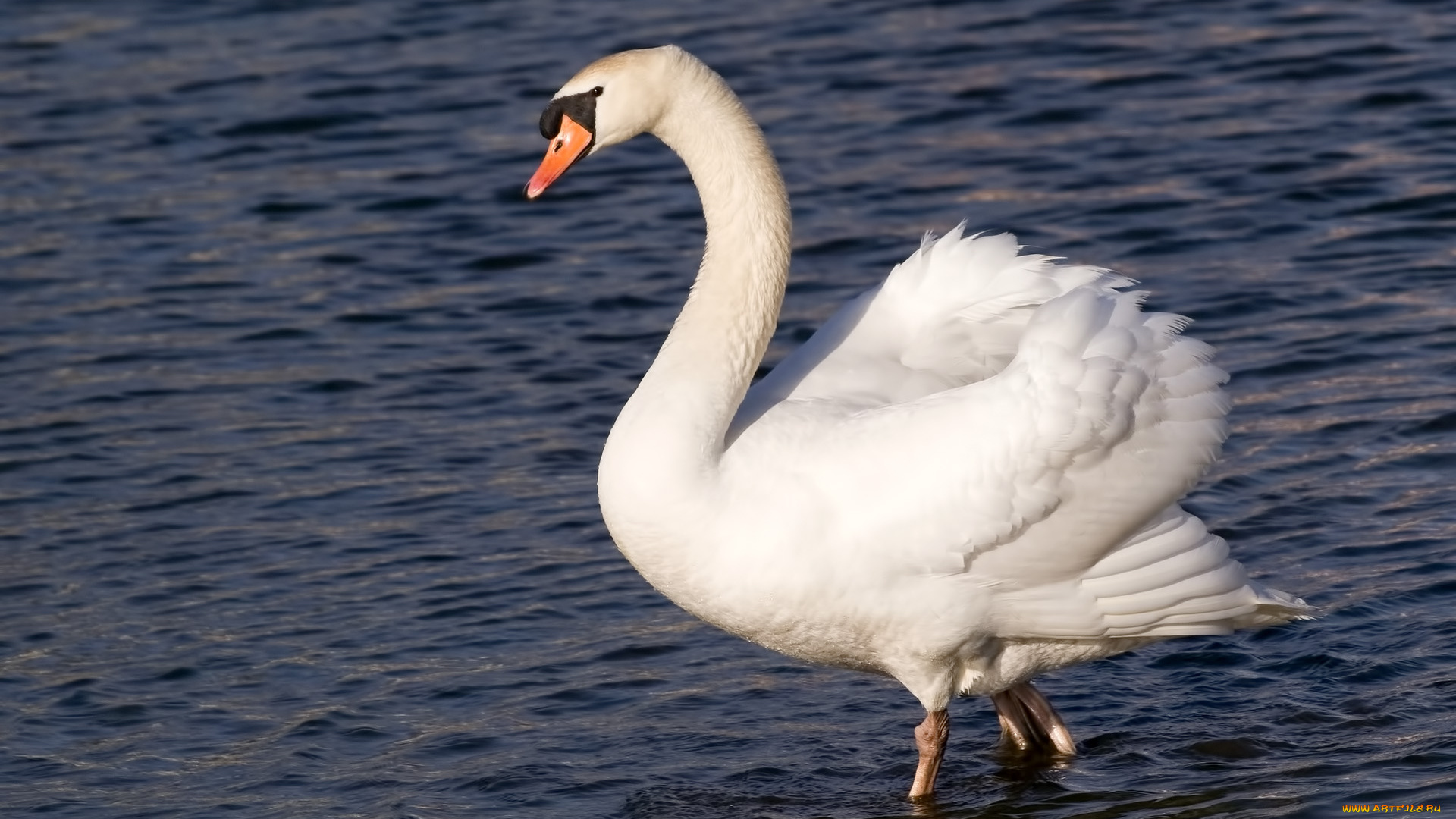 животные, лебеди