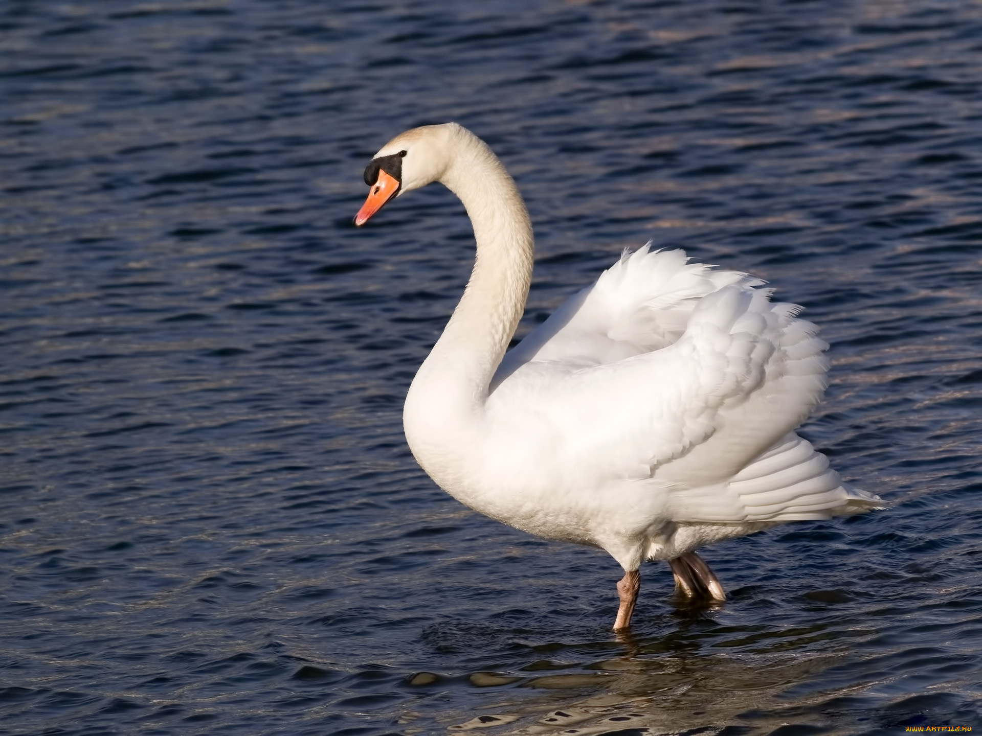 животные, лебеди