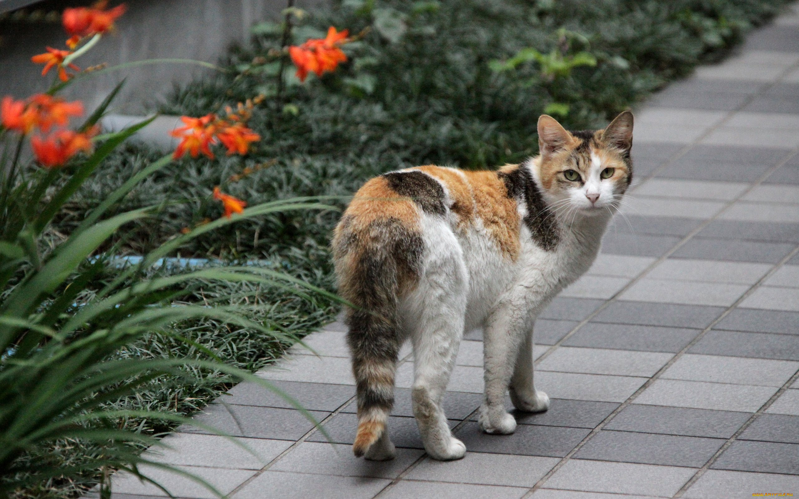 животные, коты