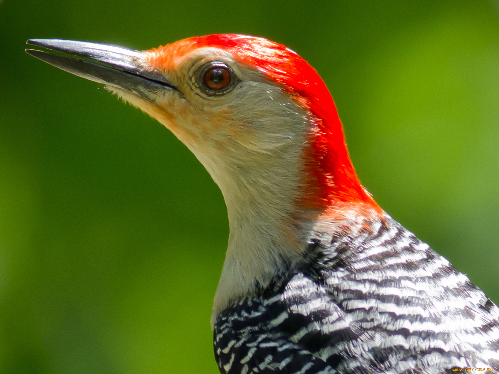 животные, дятлы