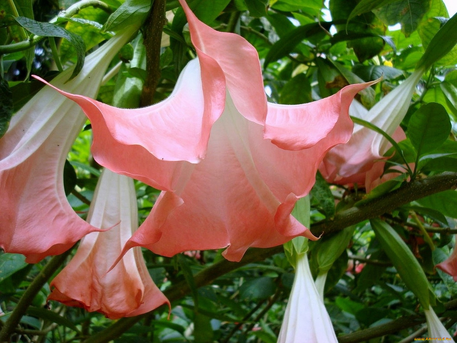 цветы, бругмансия, дурман, трубы, ангела