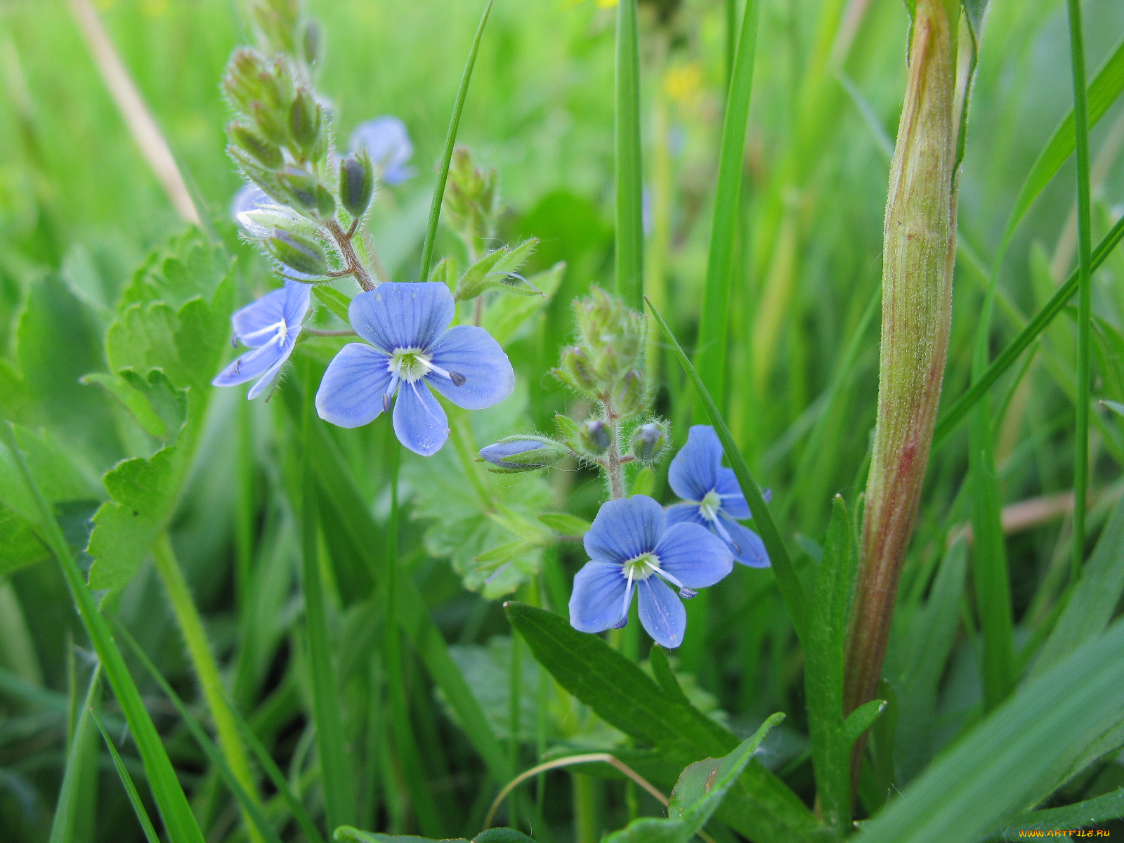 полевые, цветы, немофилы, вероники
