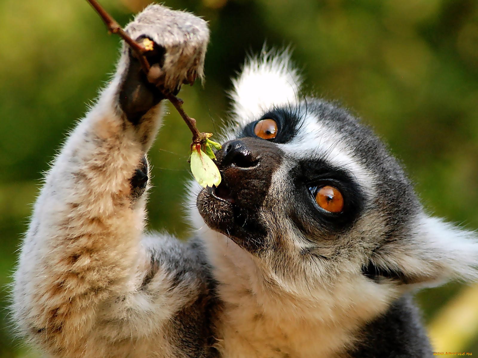 животные, лемуры, обед