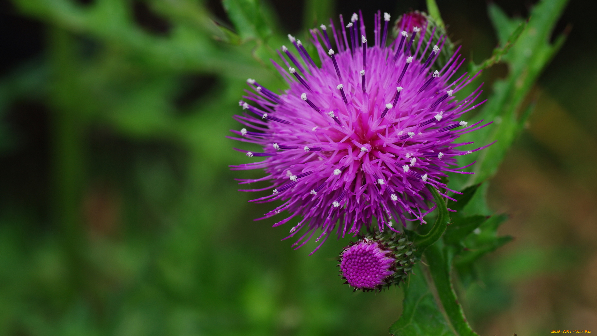 цветы, Чертополох, репейник