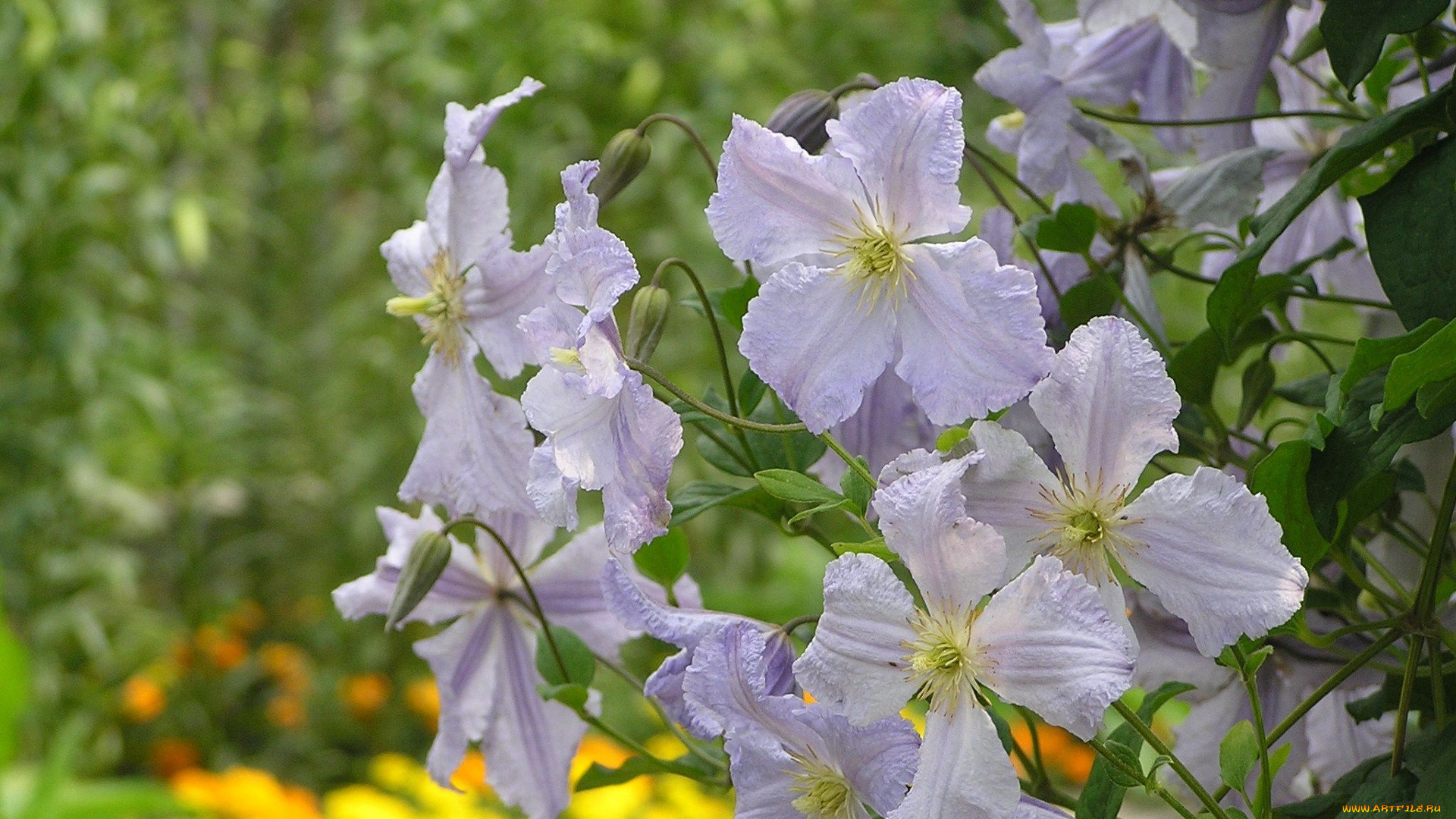 цветы, клематис, ломонос
