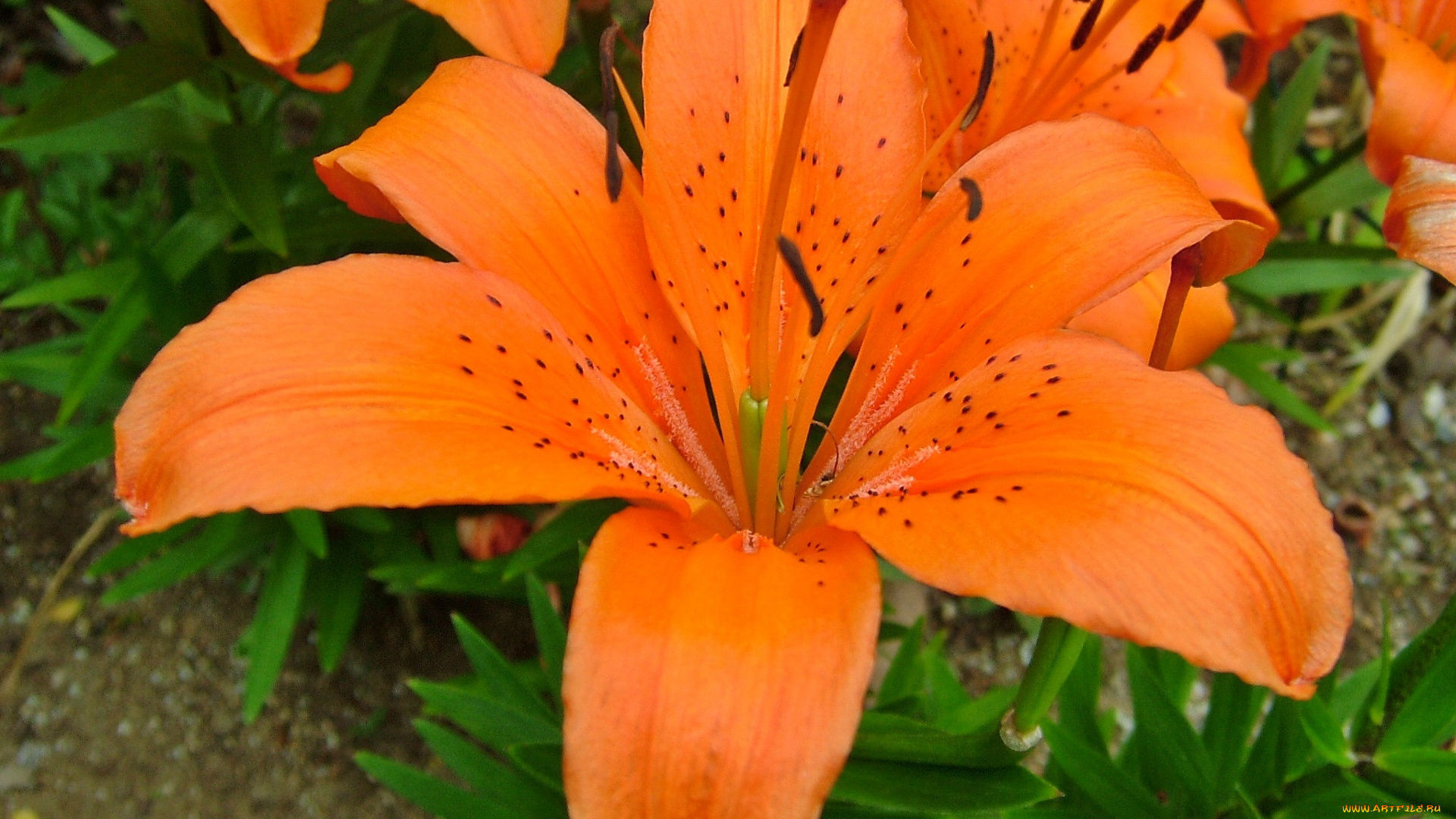 цветы, лилии, лилейники