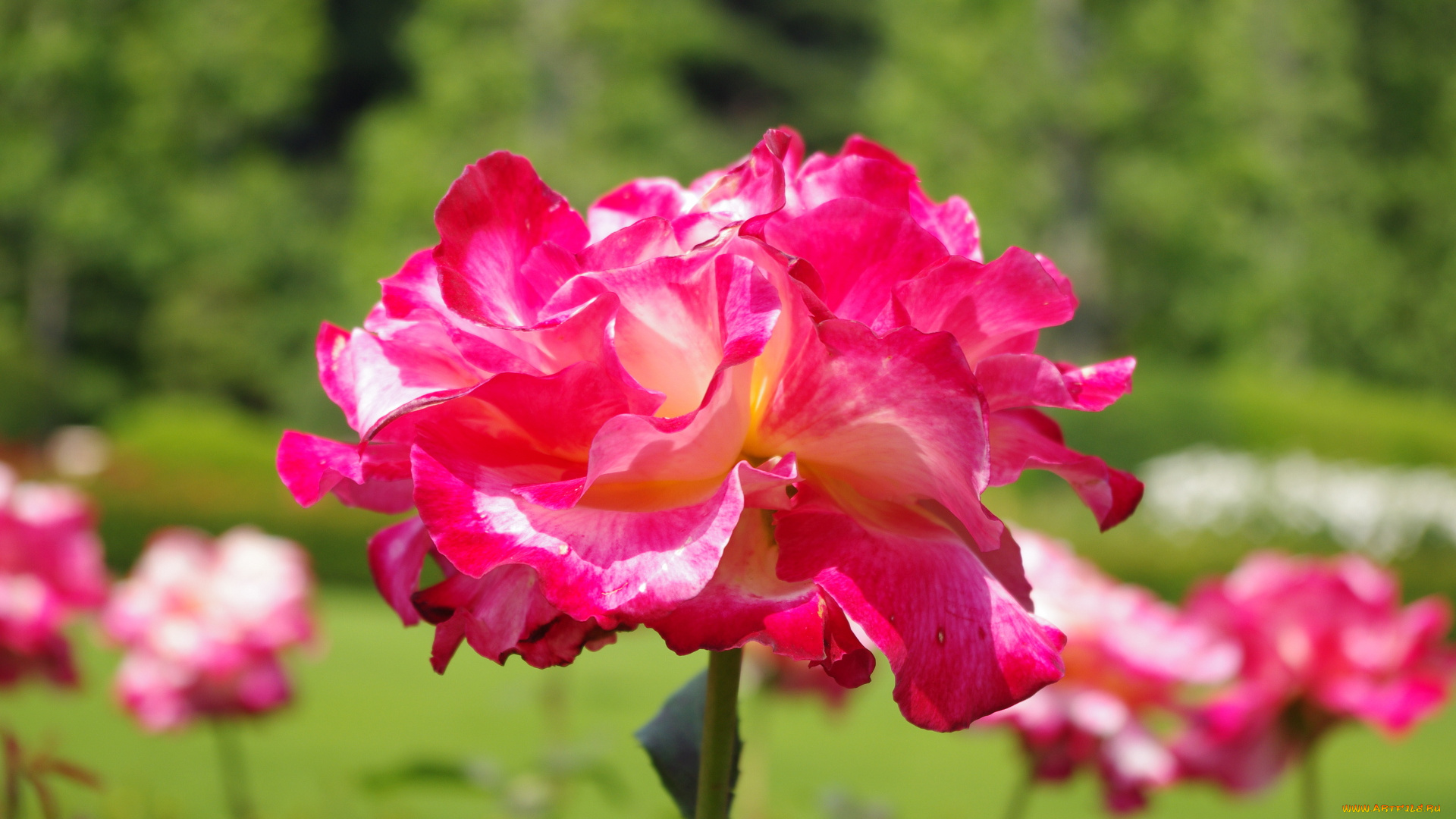 цветы, розы