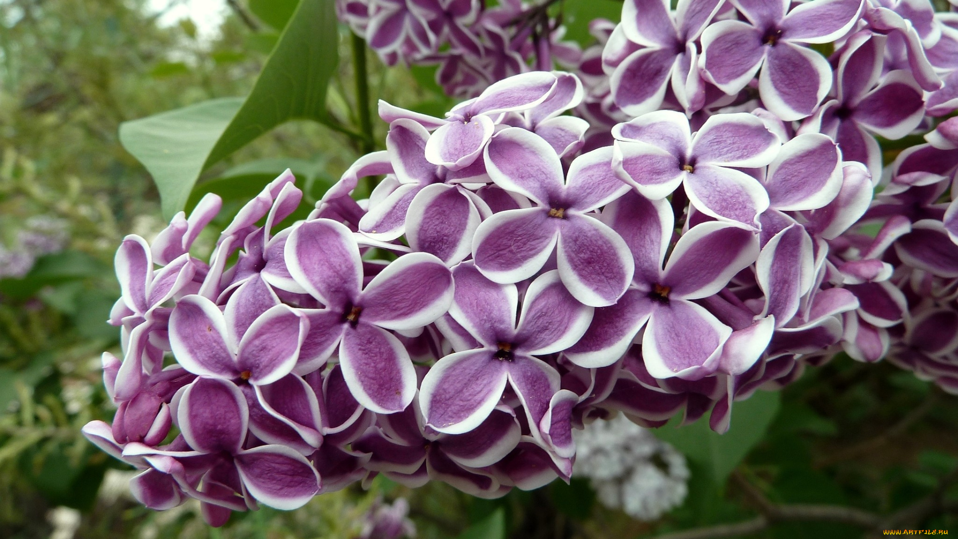 цветы, сирень