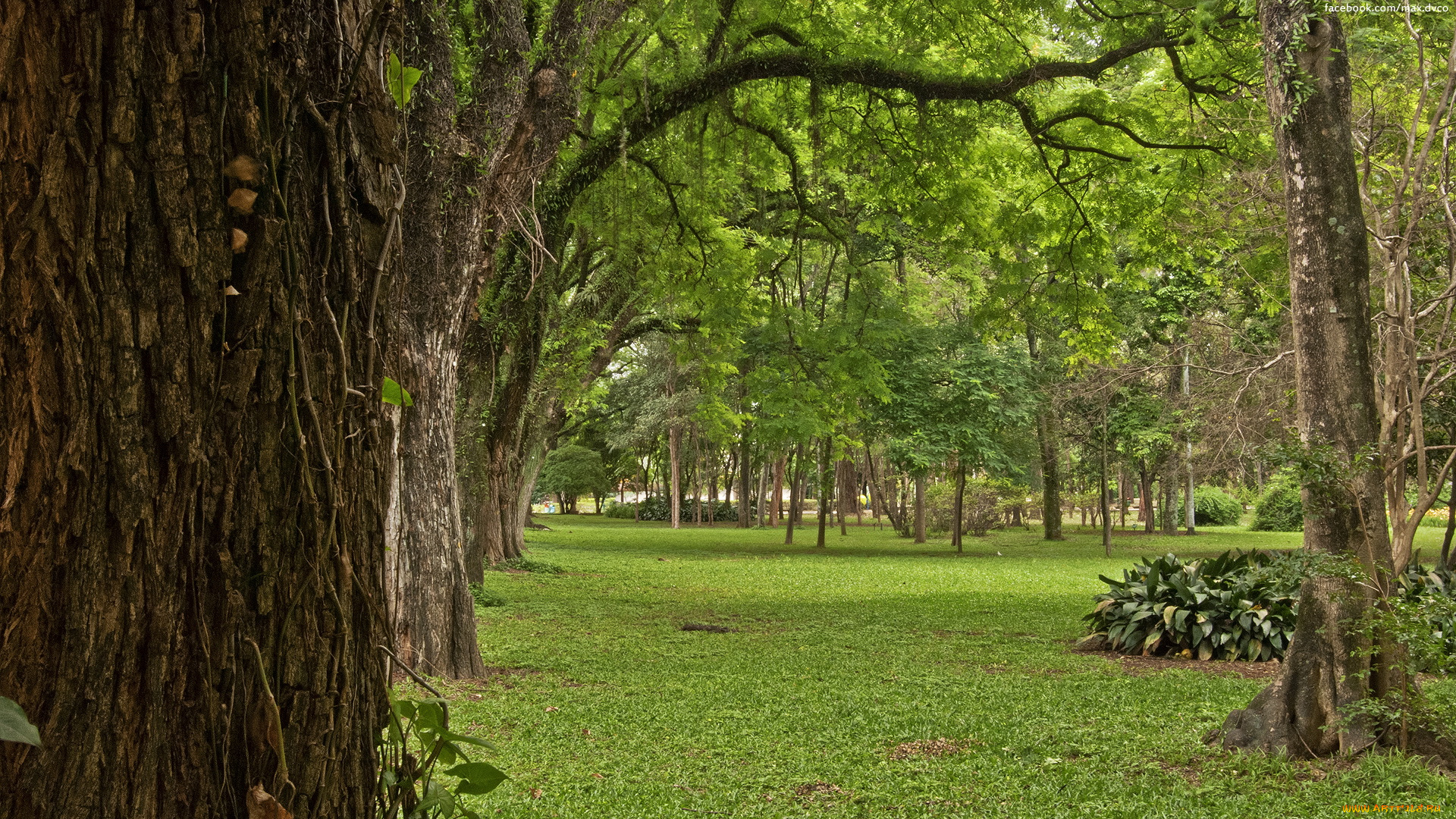 природа, деревья