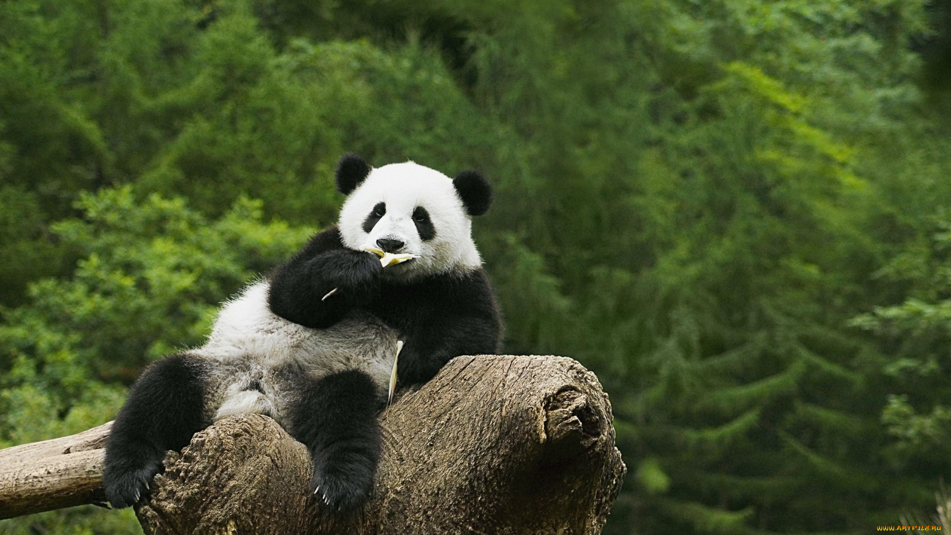 животные, панды