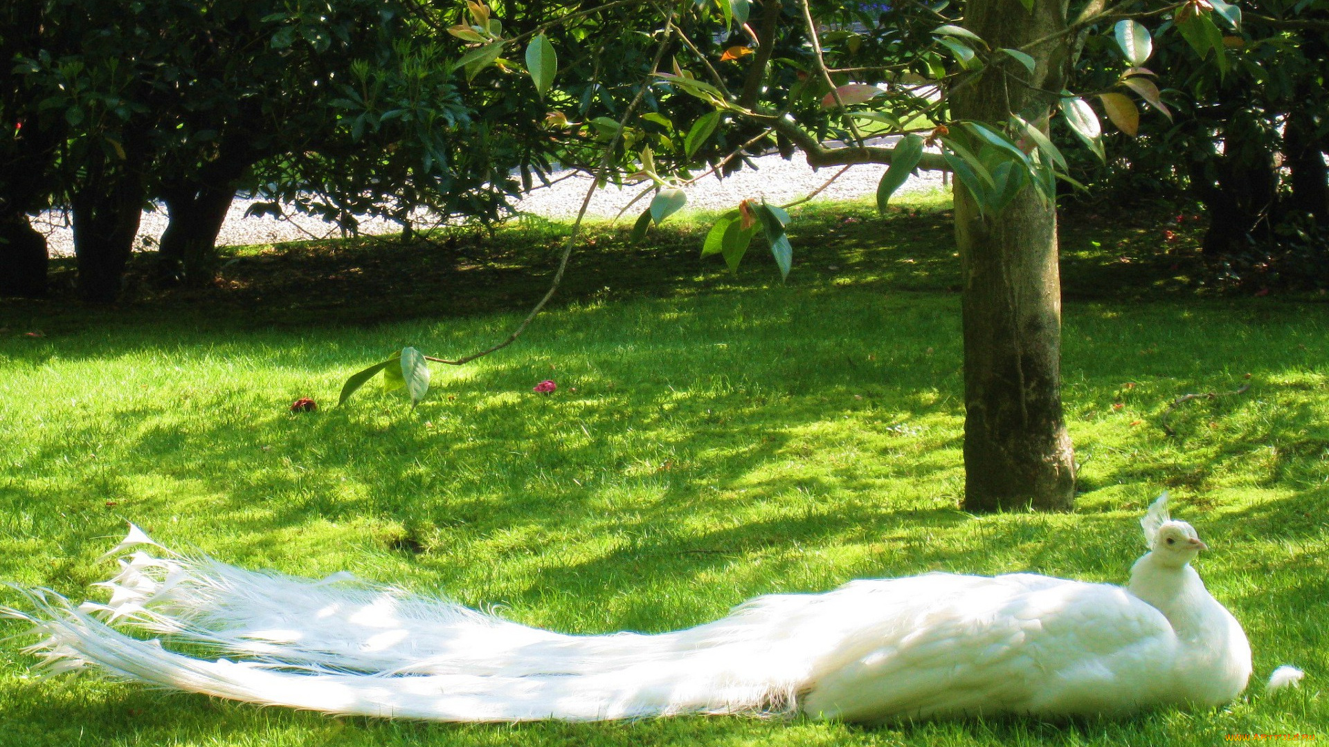 животные, павлины